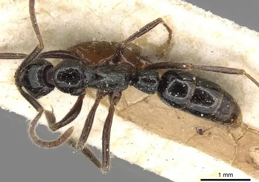 Leptogenys arcuata - CASENT0915214