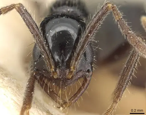 Leptogenys arcuata - CASENT0915214
