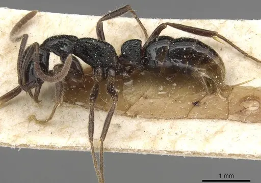 Leptogenys arcuata - CASENT0915214