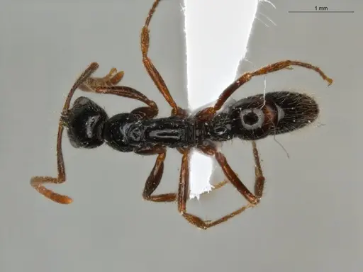 Leptogenys arcuata - ECOFOG-PAT19-0079-15