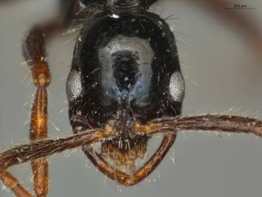 Leptogenys arcuata - ECOFOG-PAT19-0079-15