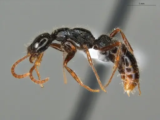 Leptogenys arcuata - ECOFOG-PAT19-0079-15