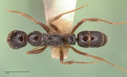 Leptogenys arcuata - FOCOL1029