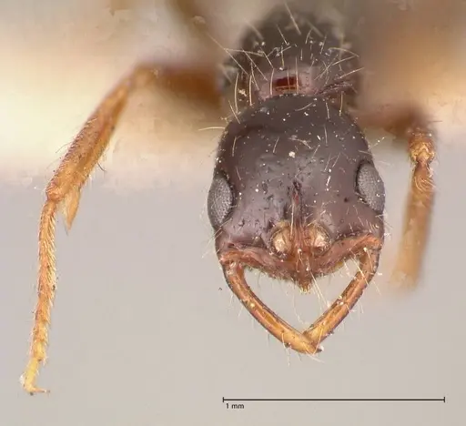 Leptogenys arcuata - FOCOL1029