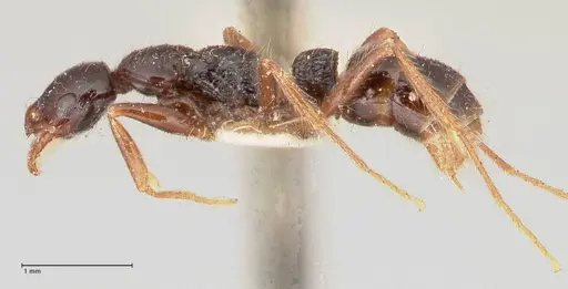 Leptogenys arcuata - FOCOL1029