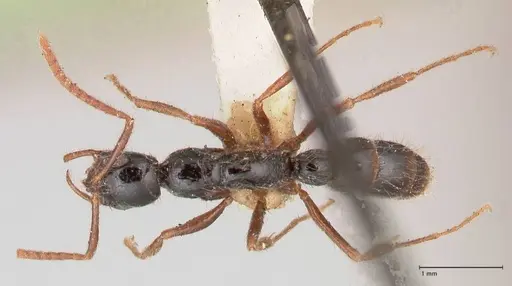 Leptogenys arcuata - FOCOL1030