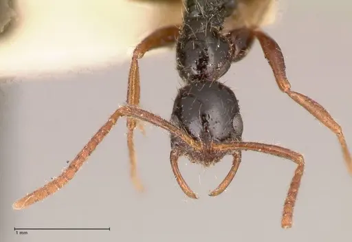 Leptogenys arcuata - FOCOL1030