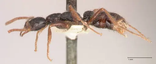 Leptogenys arcuata - FOCOL1030