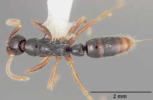 Leptogenys arcuata - USNMENT00441821