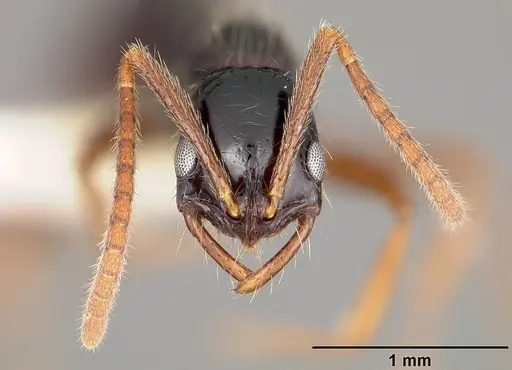 Leptogenys arcuata - USNMENT00441821