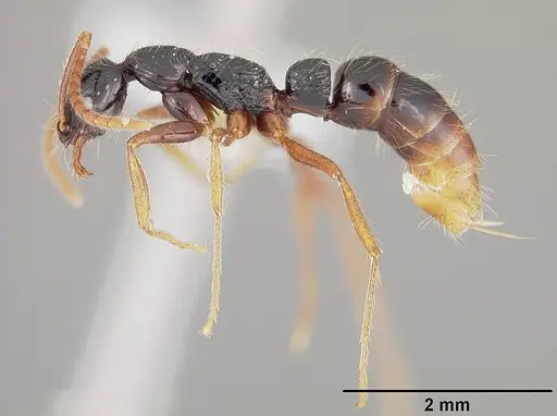 Leptogenys arcuata - USNMENT00441821