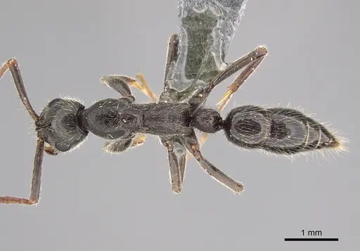 Leptogenys arnoldi specimen