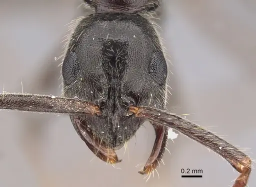 Leptogenys arnoldi specimen