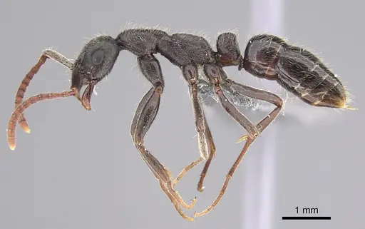 Leptogenys arnoldi specimen