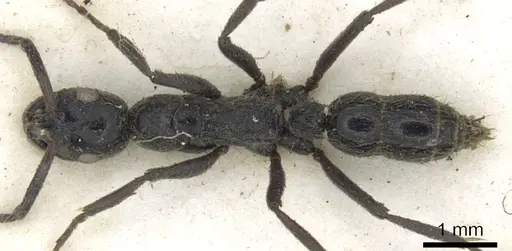 Leptogenys arnoldi - CASENT0902593