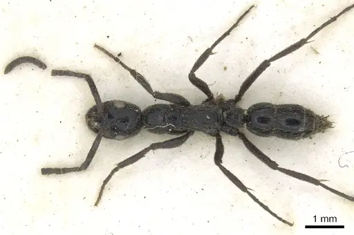 Leptogenys arnoldi - CASENT0902593