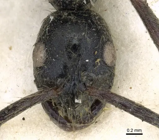 Leptogenys arnoldi - CASENT0902593