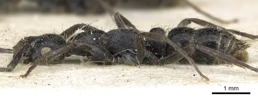 Leptogenys arnoldi - CASENT0902593