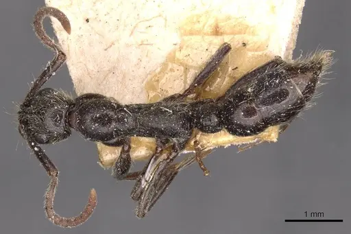 Leptogenys arnoldi - CASENT0907352