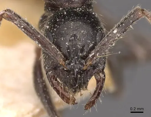 Leptogenys arnoldi - CASENT0907352
