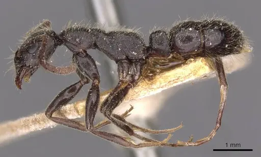 Leptogenys arnoldi - CASENT0907352