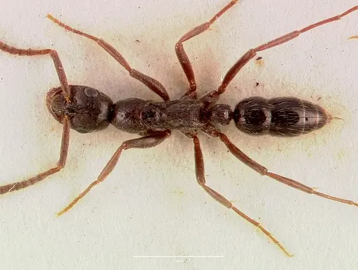 Leptogenys arnoldi - SAM-ENT-0011530