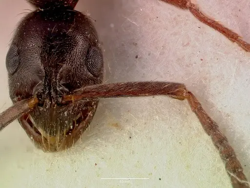 Leptogenys arnoldi - SAM-ENT-0011530