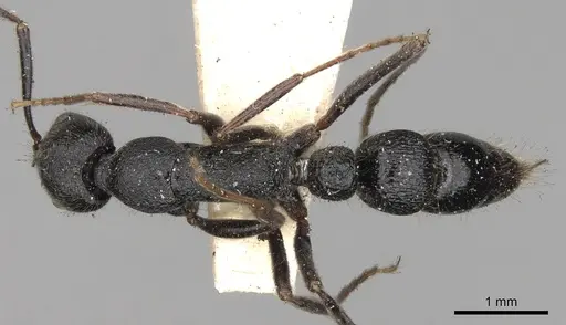 Leptogenys aspera specimen