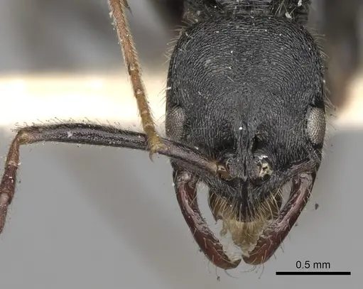 Leptogenys aspera specimen