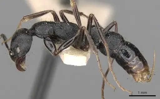 Leptogenys aspera specimen