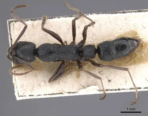 Leptogenys aspera - CASENT0915462