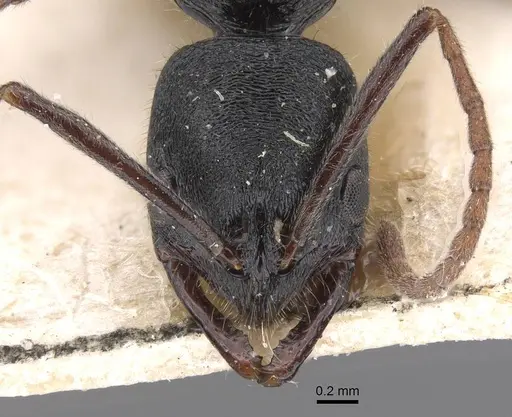 Leptogenys aspera - CASENT0915462