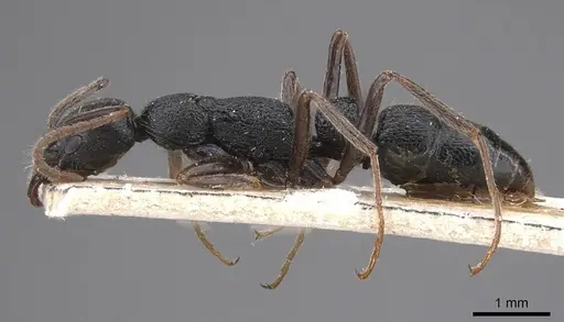 Leptogenys aspera - CASENT0915462