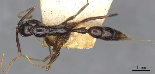 Leptogenys assamensis specimen