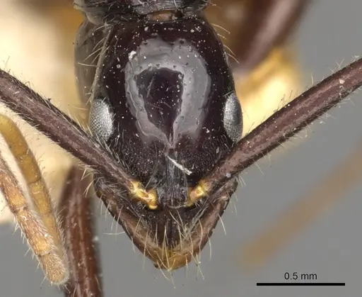 Leptogenys assamensis specimen