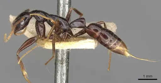 Leptogenys assamensis specimen