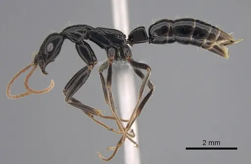 Leptogenys attenuata specimen