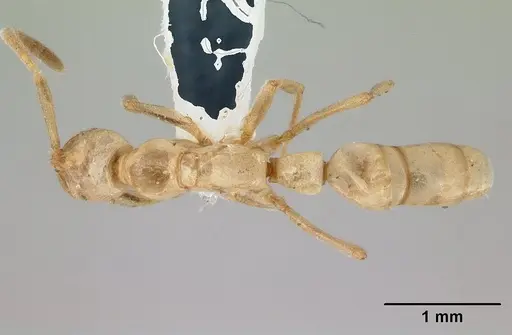 Leptogenys australis specimen