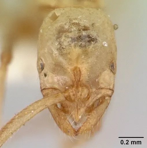 Leptogenys australis specimen