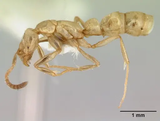 Leptogenys australis specimen