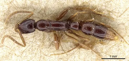 Leptogenys australis - CASENT0903966