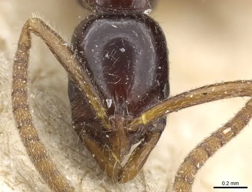 Leptogenys australis - CASENT0903966