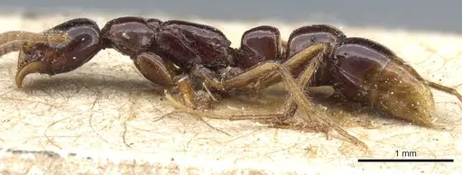 Leptogenys australis - CASENT0903966