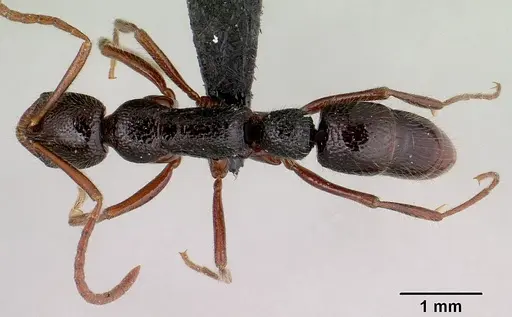 Leptogenys avaratra specimen