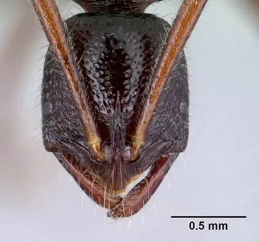 Leptogenys avaratra specimen