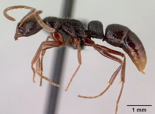 Leptogenys avaratra specimen