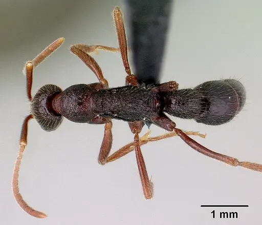 Leptogenys avo specimen