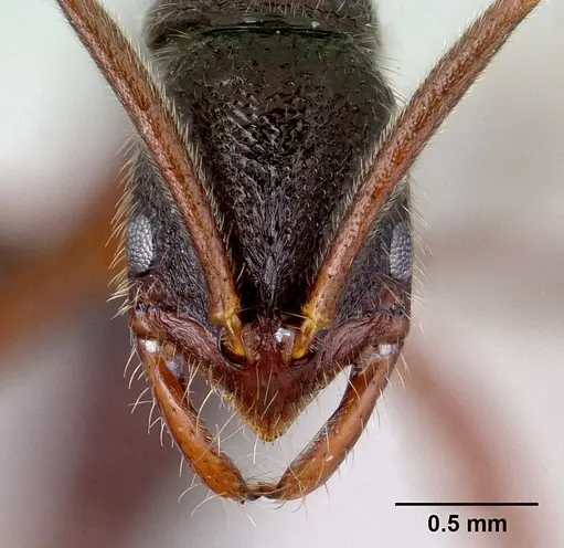 Leptogenys avo specimen