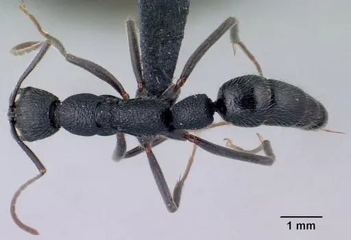 Leptogenys barimaso specimen