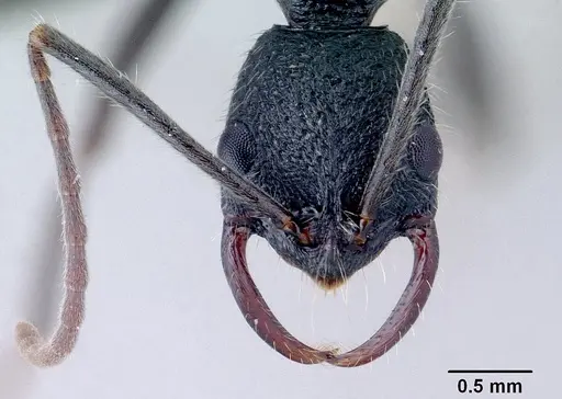 Leptogenys barimaso specimen